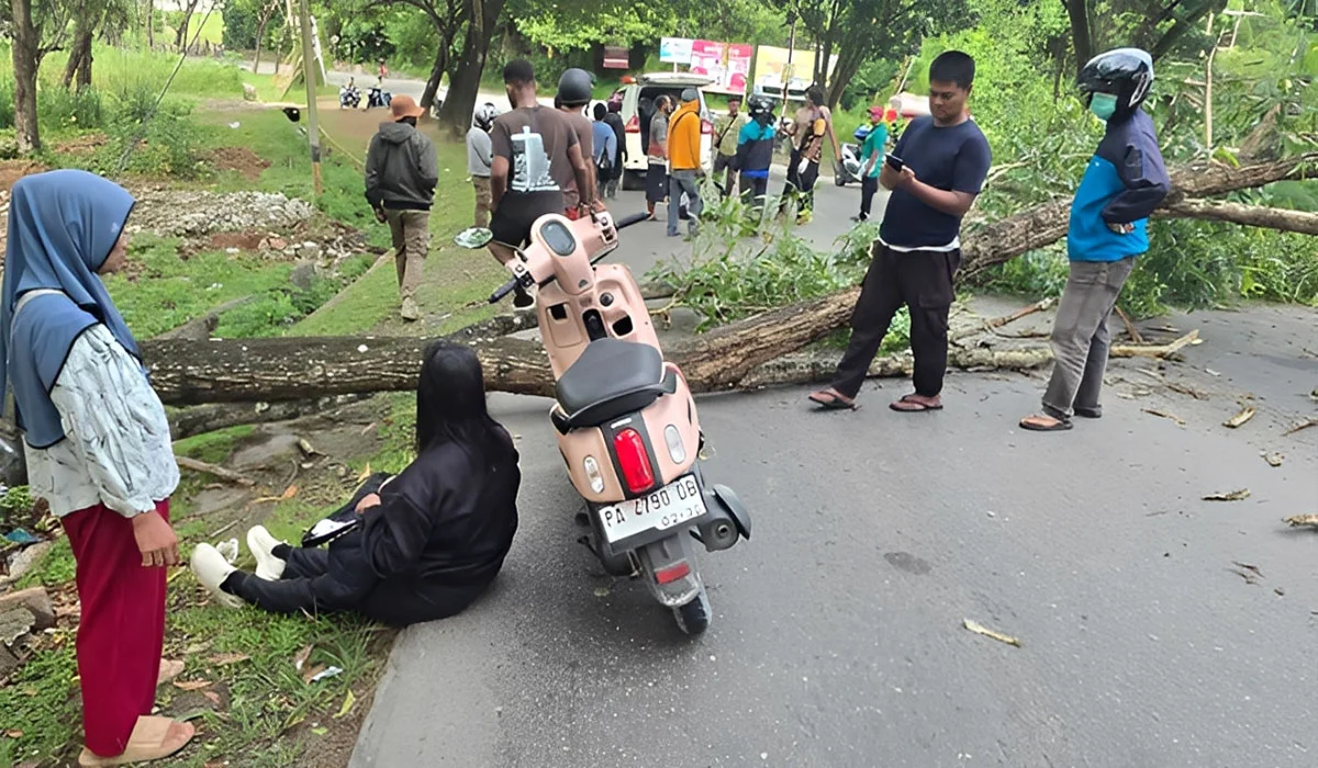 Kronologi 2 Pemotor Wanita Jayapura Tertimpa Pohon Tumbang Hingga 1 Tewas