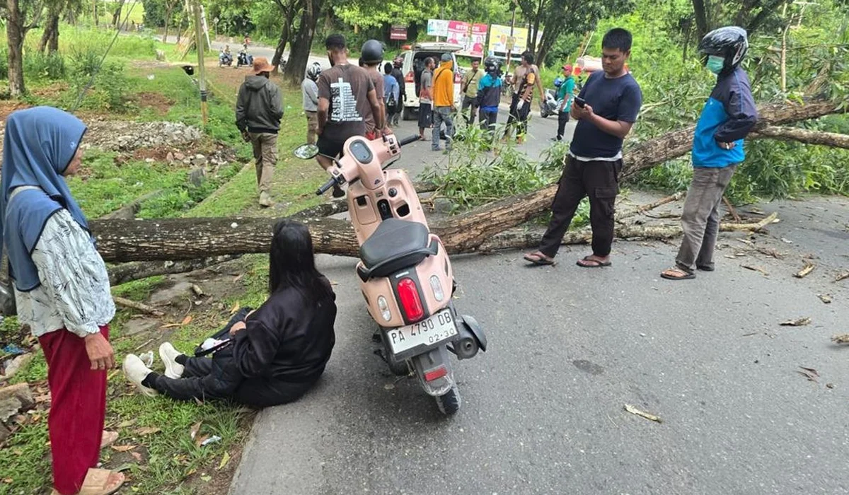Pohon-Tumbang-di-Jayapura-Menimpa-Dua-Pemotor-Wanita,-Satu-Orang-Tewas