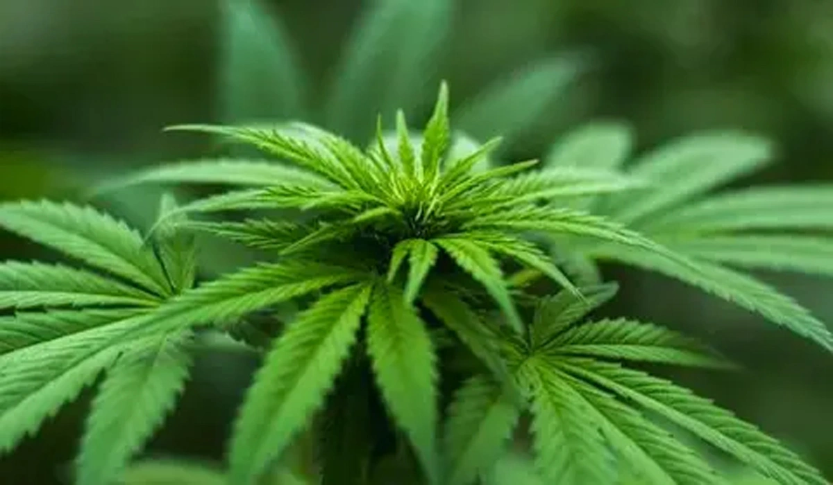 Dampak Masyarakat dan Ekonomi Papua