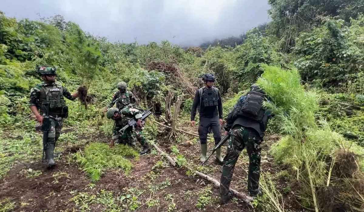 Kebun Ganja Terselubung di Antara Ubi dan Jagung Papua Terungkap