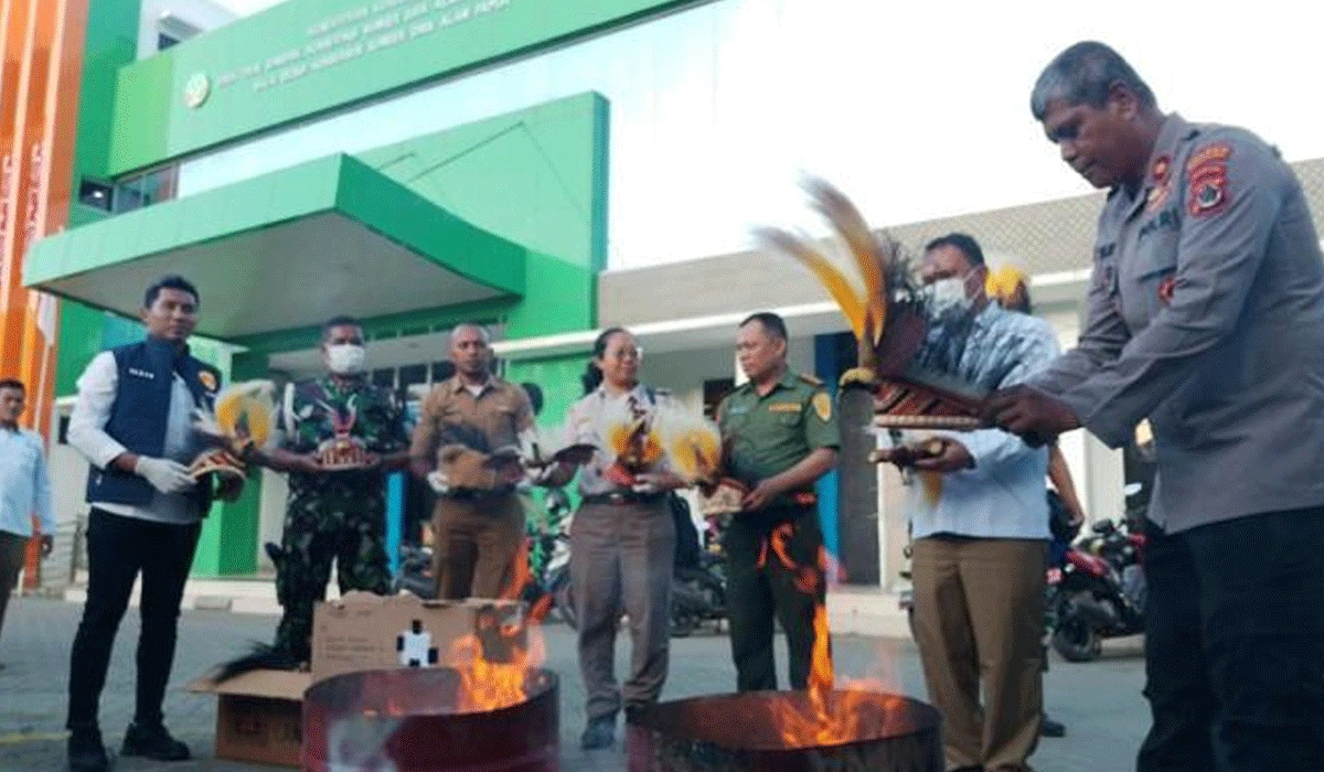 BBKSDA-Papua-Angkat-Bicara-Pemusnahan-Mahkota-Cenderawasih