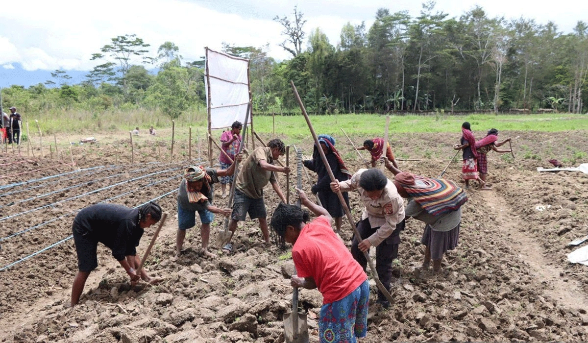 Sinergi-Polri-dan-Petani-Lokal-Jayawijaya-Perkuat-Swasembada-Pangan