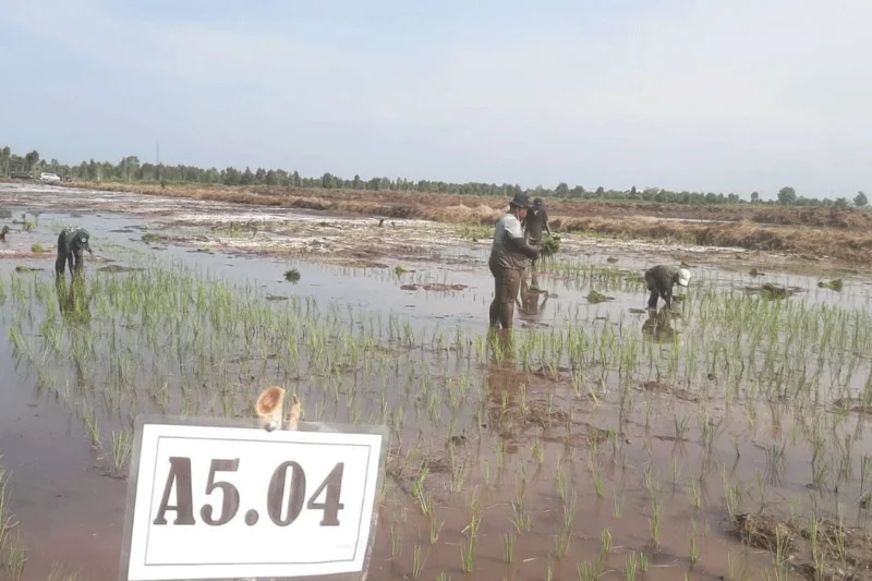 Walhi Soroti Wacana PSN di Merauke, Berpotensi Picu Konflik Sosial