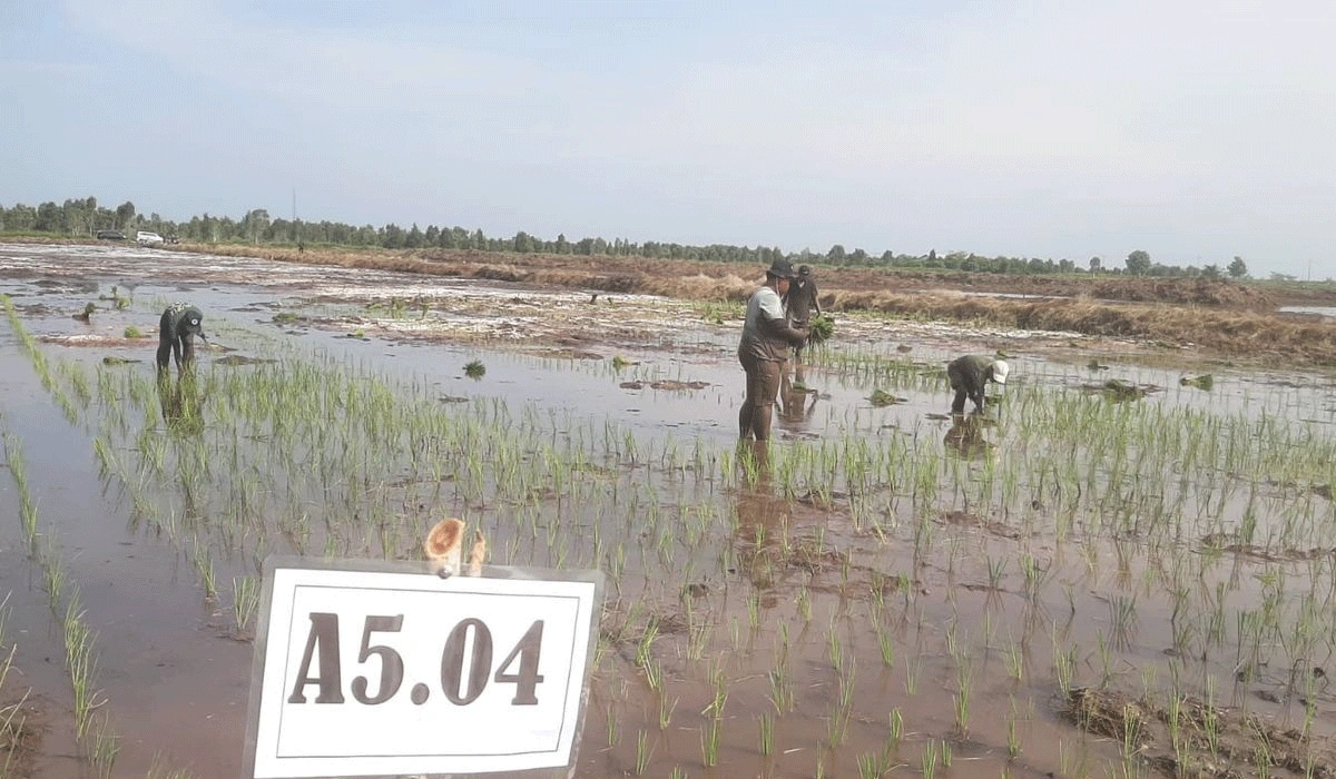 Walhi Soroti Wacana PSN di Merauke, Berpotensi Picu Konflik Sosial