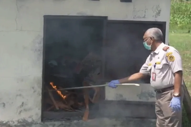 Karantina Papua Musnahkan Ayam Tanpa Sertifikat Cegah Penyebaran Penyakit Hewan
