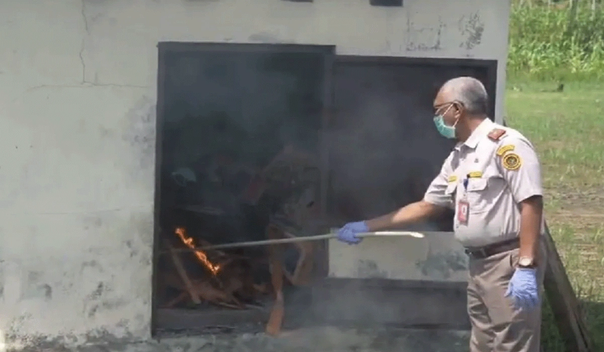 Karantina Papua Musnahkan Ayam Tanpa Sertifikat Cegah Penyebaran Penyakit Hewan