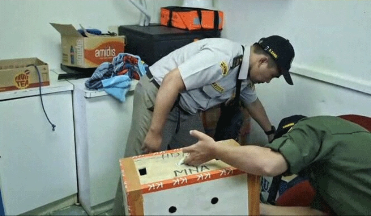 Karantina Papua Musnahkan Ayam Tanpa Sertifikat Cegah Penyebaran Penyakit Hewan