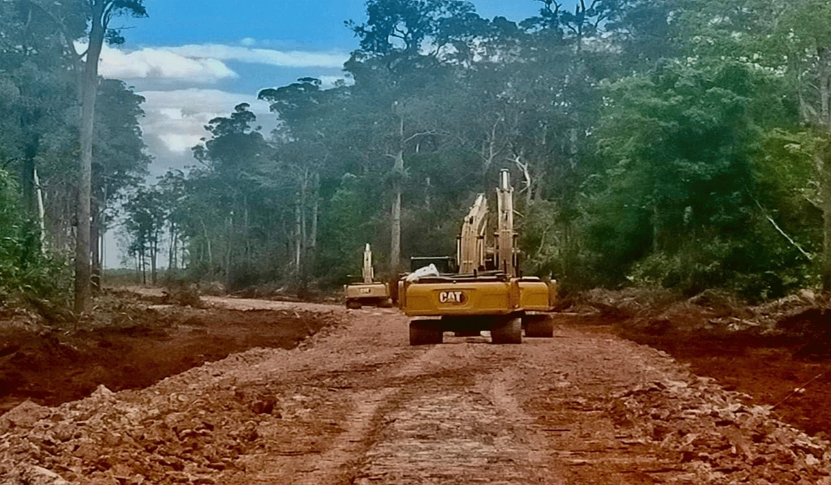 Proyek Strategis Nasional Di Merauke Picu Tekanan Sosial Dan Ekologis, Hutan Serta Budaya Terancam